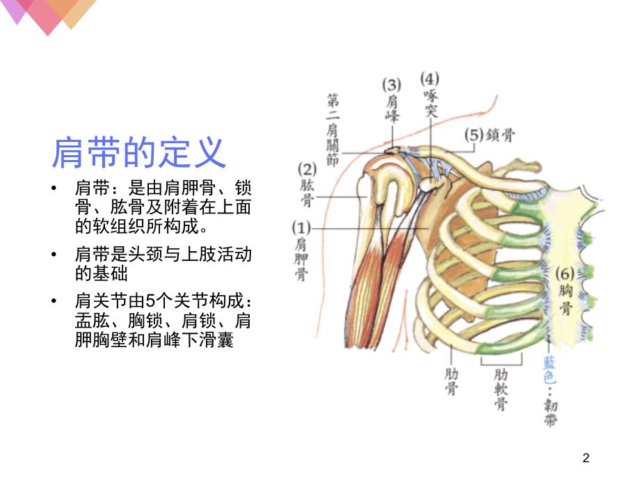 肩带的运动-肌张力实践ppt参考课件_第2页