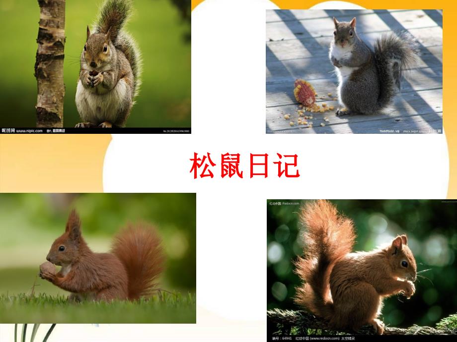 松鼠日记[1]_第1页