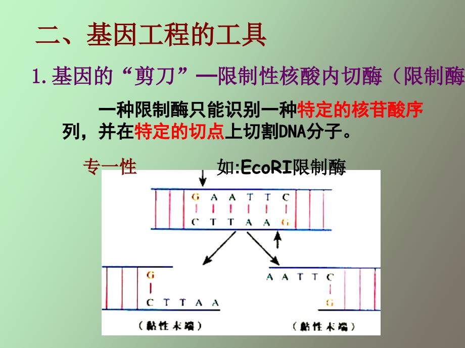 基因工程和现代生物进化理论-文科_第3页