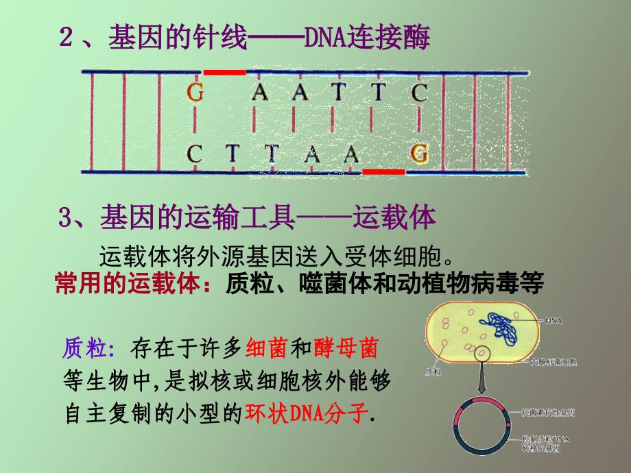 基因工程和现代生物进化理论-文科_第4页