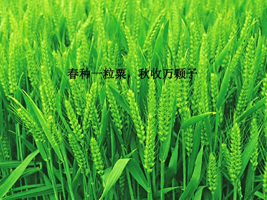 广东省佛山市顺德区江义初级中学七年级生物上册 第三单元 第1章 第2节 种子植物课件 新人教版_第3页