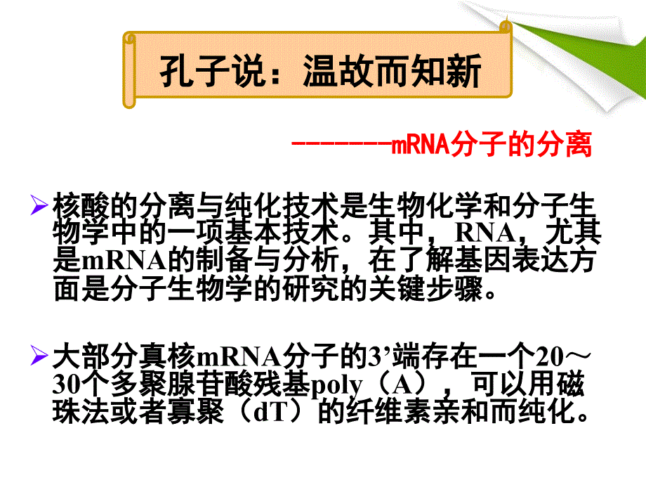 从特定的细胞中分离与核糖体结合的mRNA_第2页