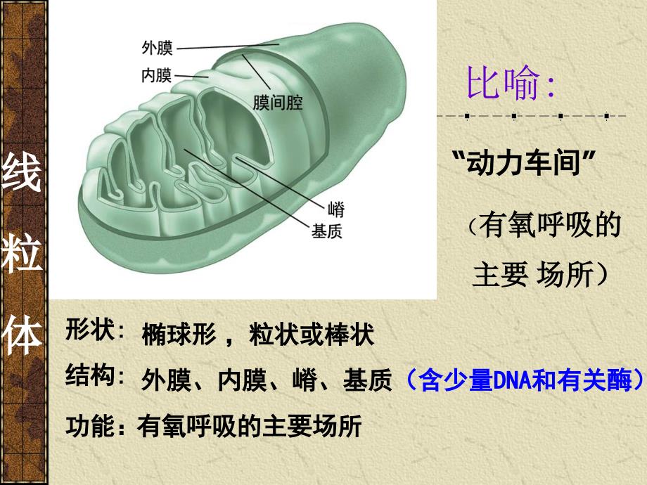 《细胞的基本结构》PPT课件.ppt_第3页