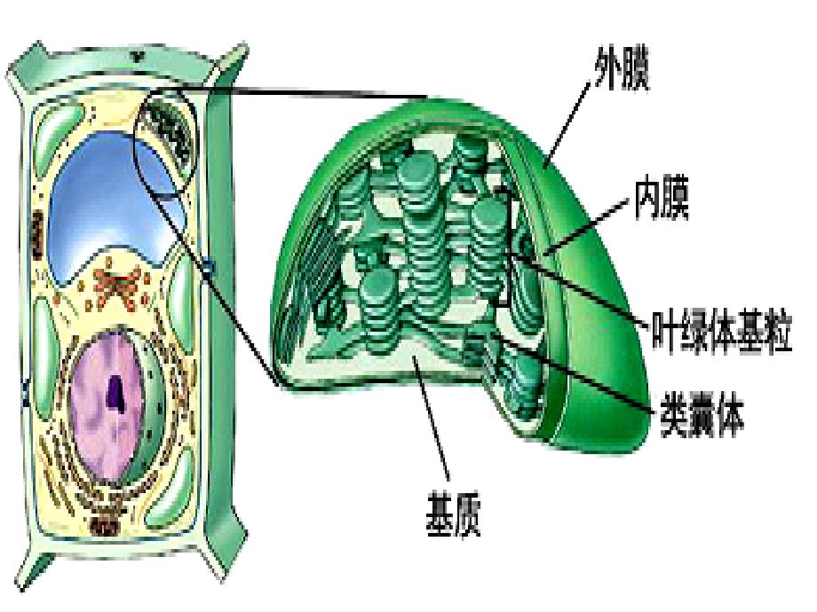 《细胞的基本结构》PPT课件.ppt_第4页