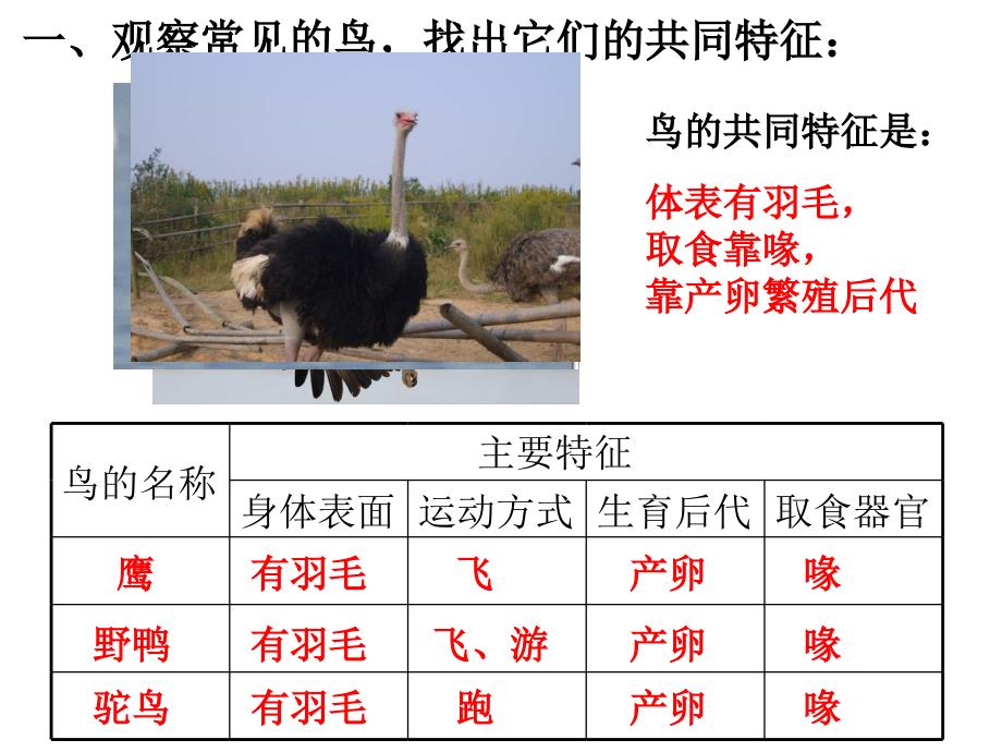 冀教版科学六上——鸟类动物的特征ppt课件_第2页