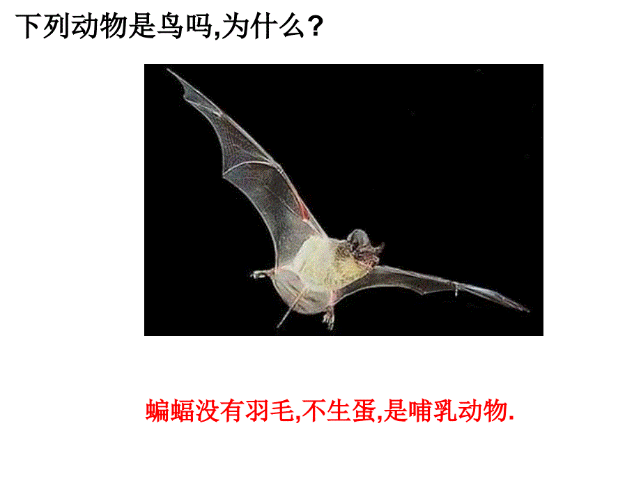 冀教版科学六上——鸟类动物的特征ppt课件_第4页