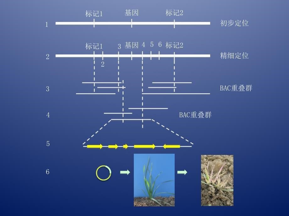 实验七基因的图位克隆技术.ppt_第5页