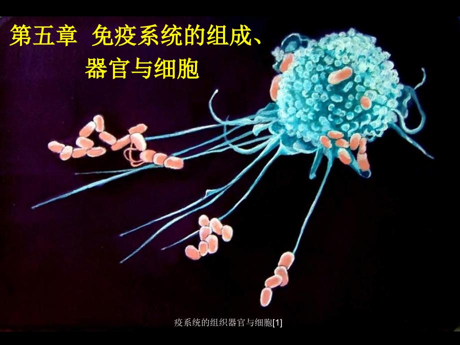 疫系统的组织器官与细胞1_第1页