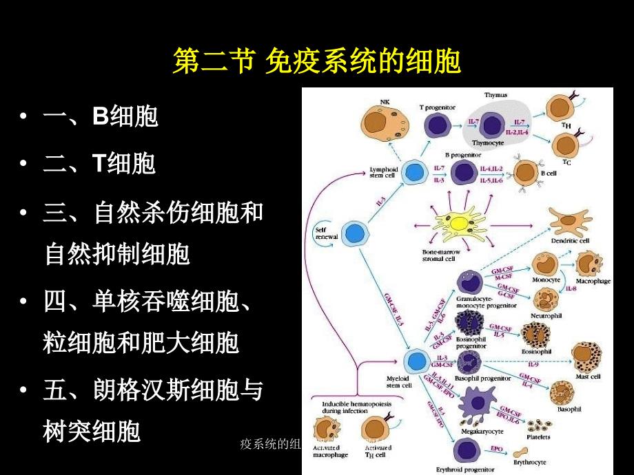 疫系统的组织器官与细胞1_第3页