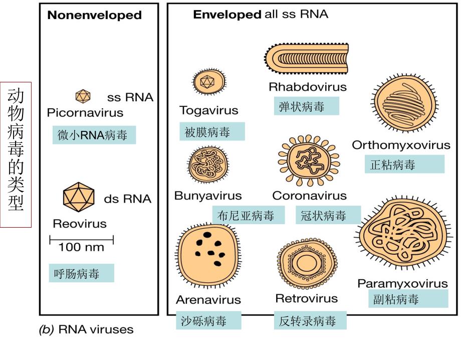 《微生物学》教学课件：03 病毒和亚病毒_第3页