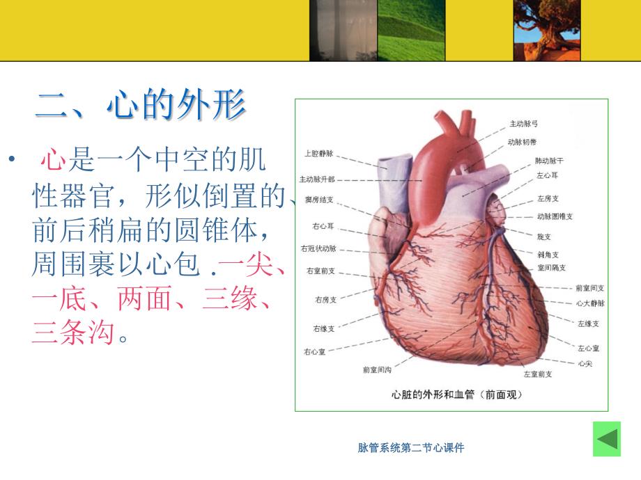 脉管系统第二节心课件_第4页