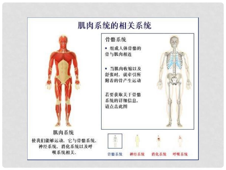 湖南省古丈县古阳中学七年级生物下册 8.3 人体概述课件 苏教版_第5页