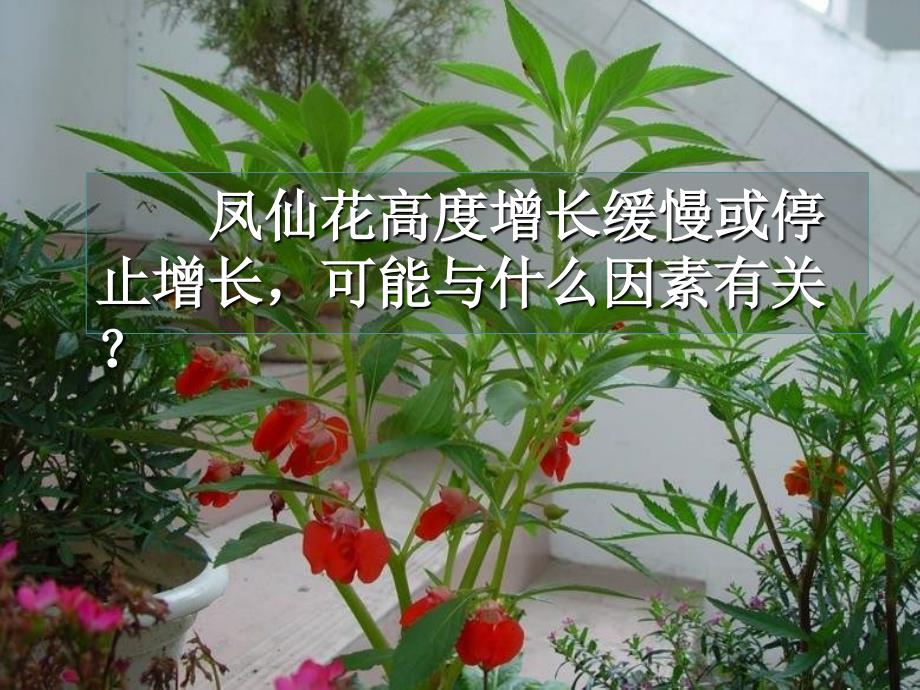 三年级科学下册植物的生长变化6开花了结果了课件教科版教科版小学三年级下册自然科学课件_第4页