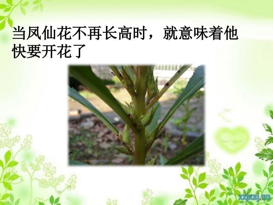 三年级科学下册植物的生长变化6开花了结果了课件教科版教科版小学三年级下册自然科学课件_第5页