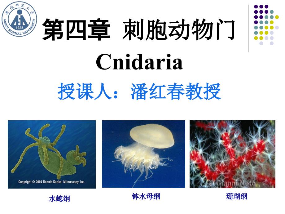 管理学第四章 刺胞动物门之一课件_第1页