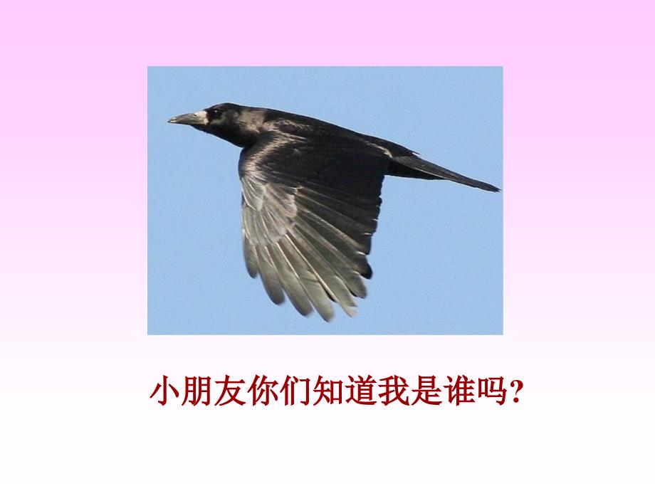 乌鸦喝水教学课件1_第2页