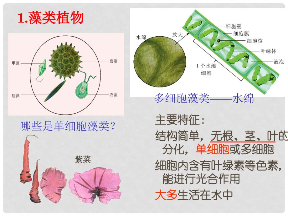 八年级生物上册 第十四章 丰富多彩的生物世界复习课件 苏教版_第3页