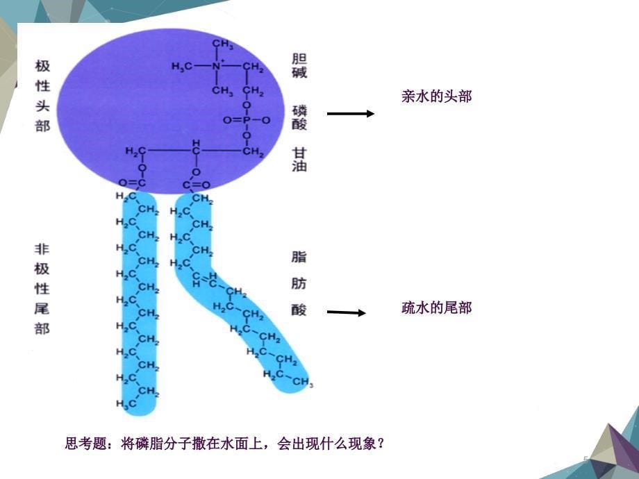 浙科版生物必修一细胞膜和细胞壁ppt课件_第5页