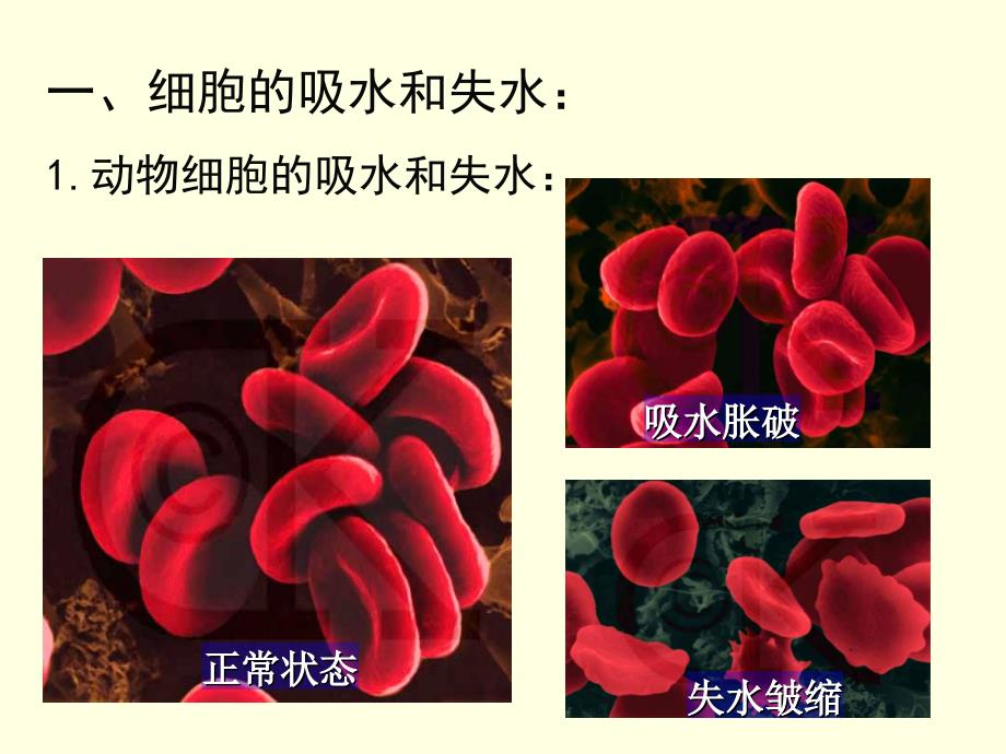 第节 物质跨膜运输的实例课件_第4页