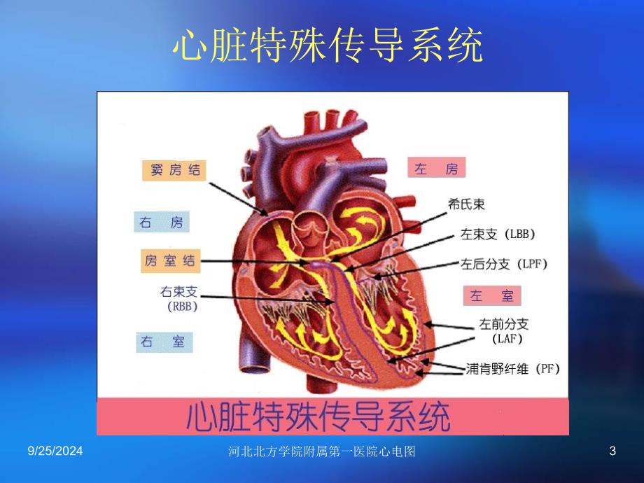 房室传导阻滞和窦房传导阻滞_第3页