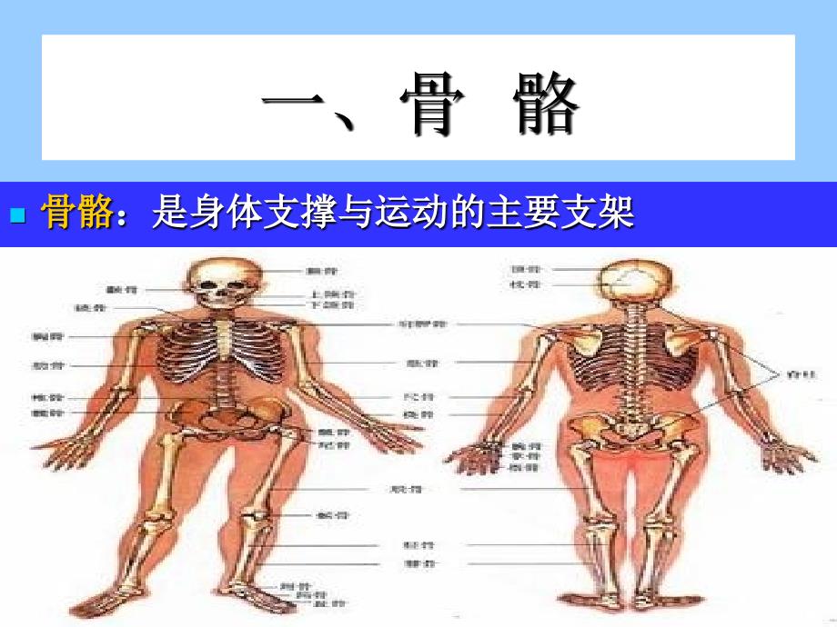 健身健美训练功能性解剖学运用_第3页