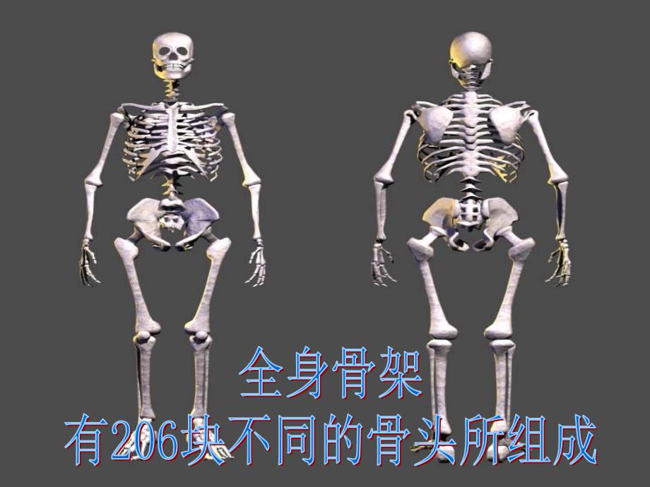 健身健美训练功能性解剖学运用_第4页