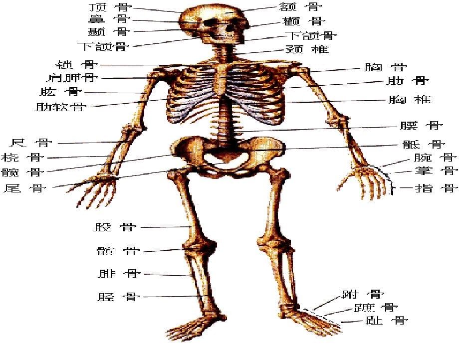 健身健美训练功能性解剖学运用_第5页