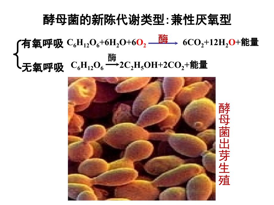 培养液中酵母菌种群数量的变化_第2页