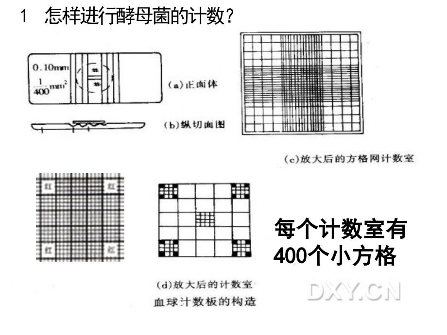 培养液中酵母菌种群数量的变化_第4页