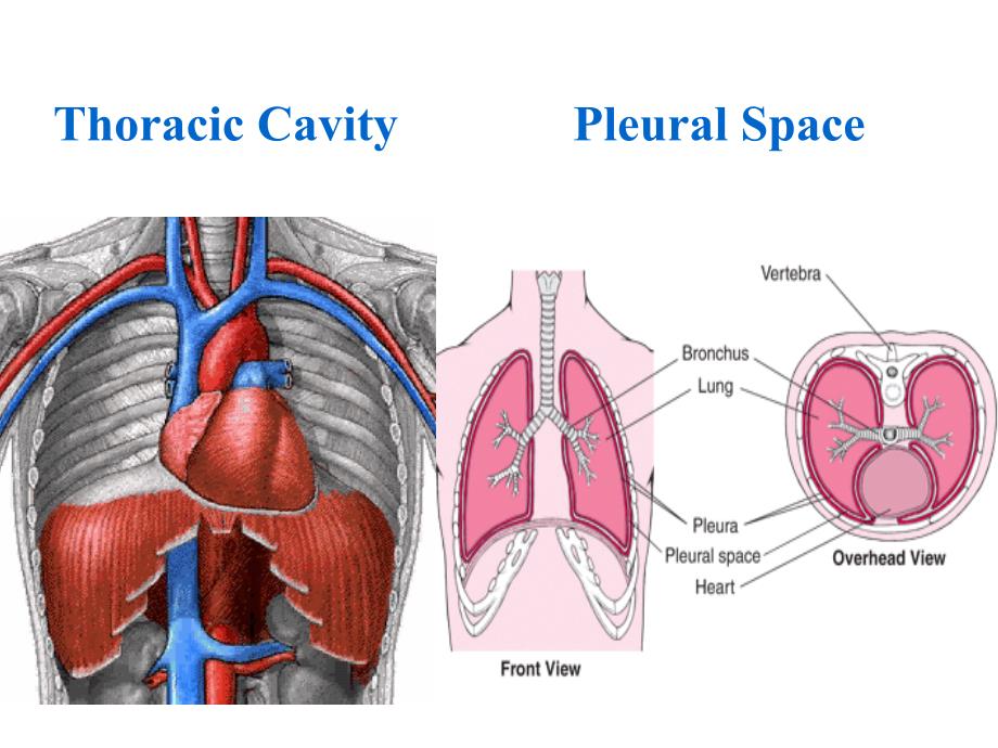 外科医学课件：thoracic truama 胸部损伤_第3页