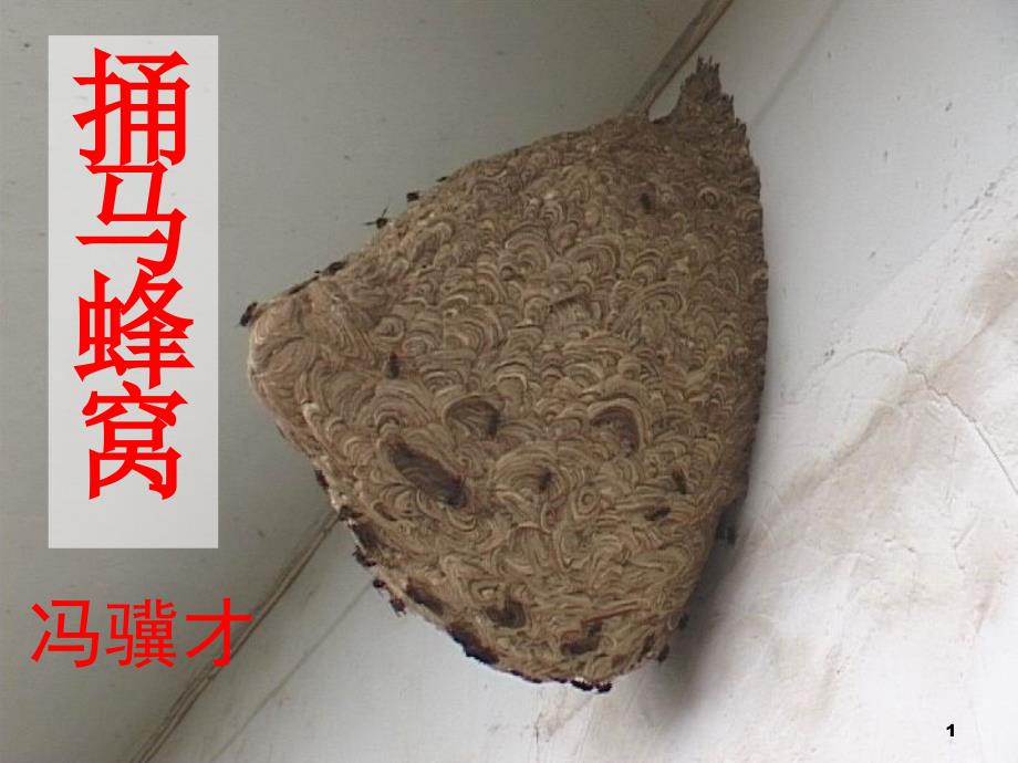 捅马蜂窝ppt课件_第1页