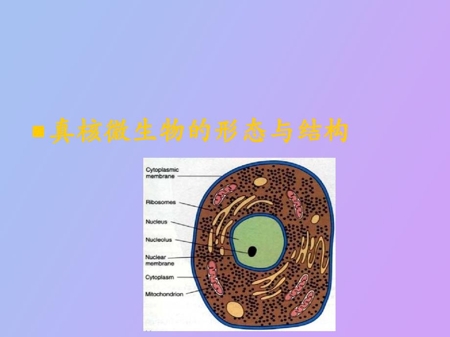 真核微生物的形态与结构精美_第1页
