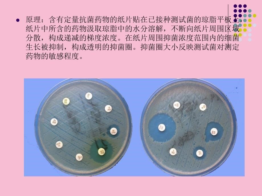 实验三药敏ppt课件_第5页