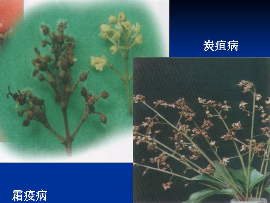 精品课程茶树栽培学课件第五章植物病害的诊断和防治_第4页