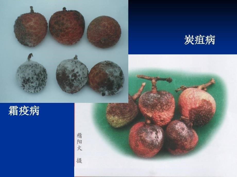 精品课程茶树栽培学课件第五章植物病害的诊断和防治_第5页