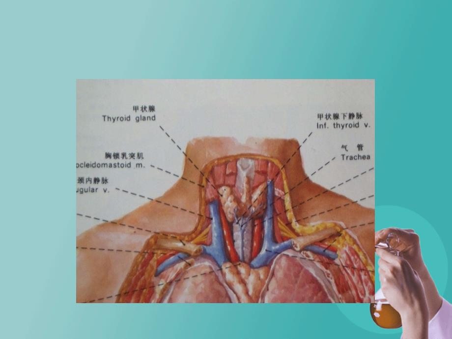 深静脉置管的维护_第4页