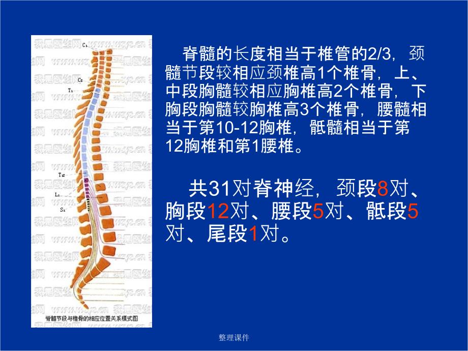 脊髓损伤的感觉评定_第4页