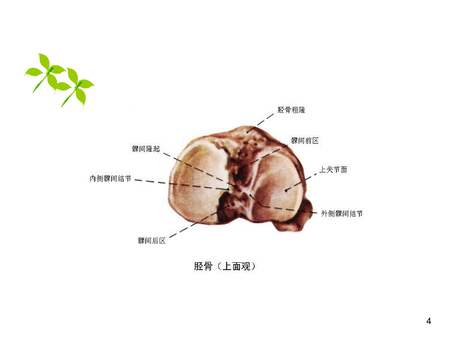 医学PPT课件半月板损伤护理查房_第4页