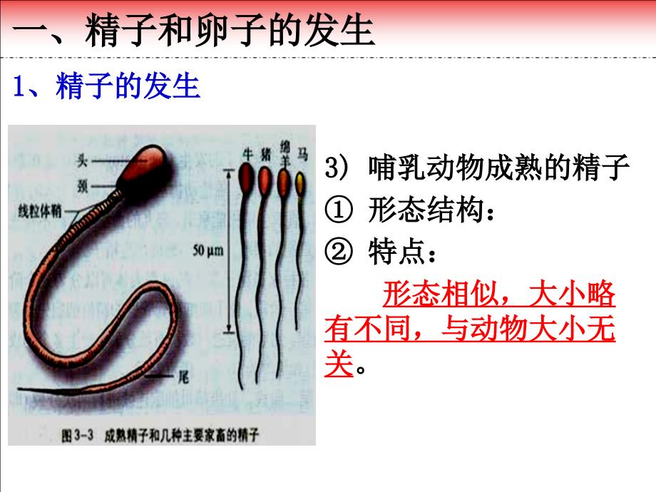 专题31体内受精和早期胚胎发育_第4页