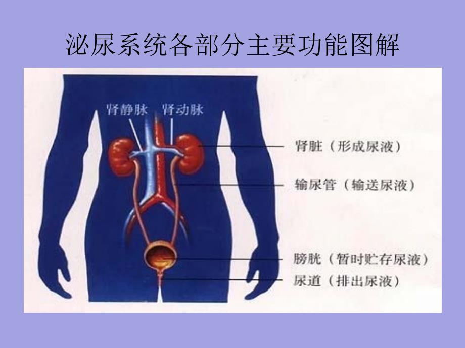 泌尿系结石病人护理概要_第3页