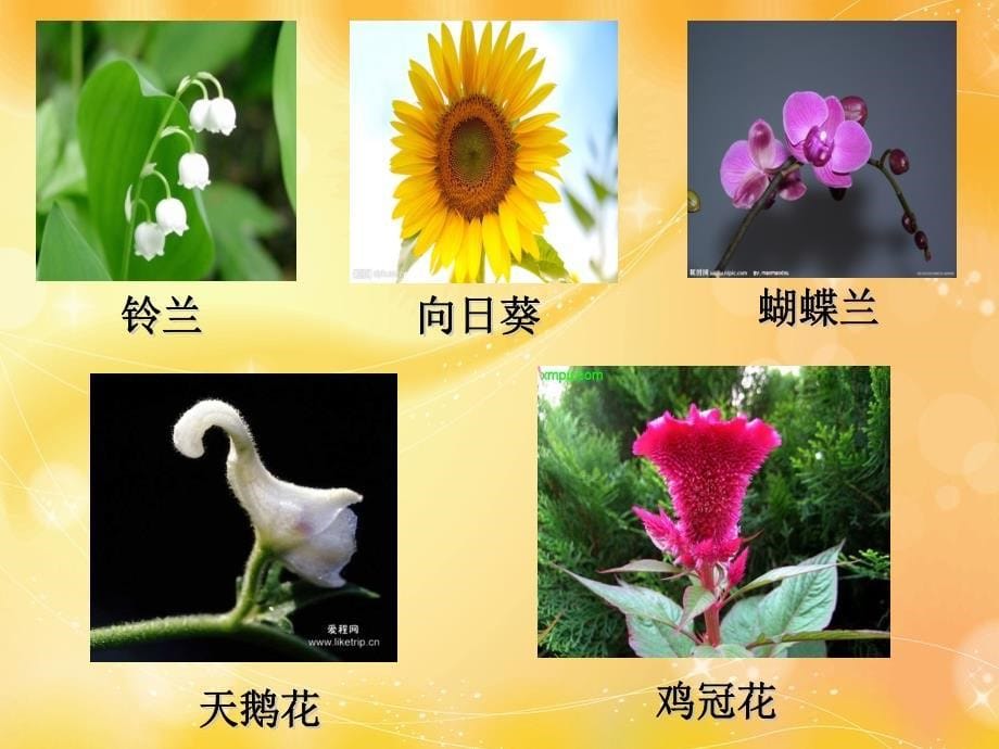 茂密的花修改_第5页