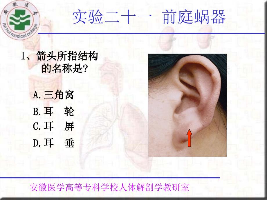 实验二十一前庭蜗器_第2页