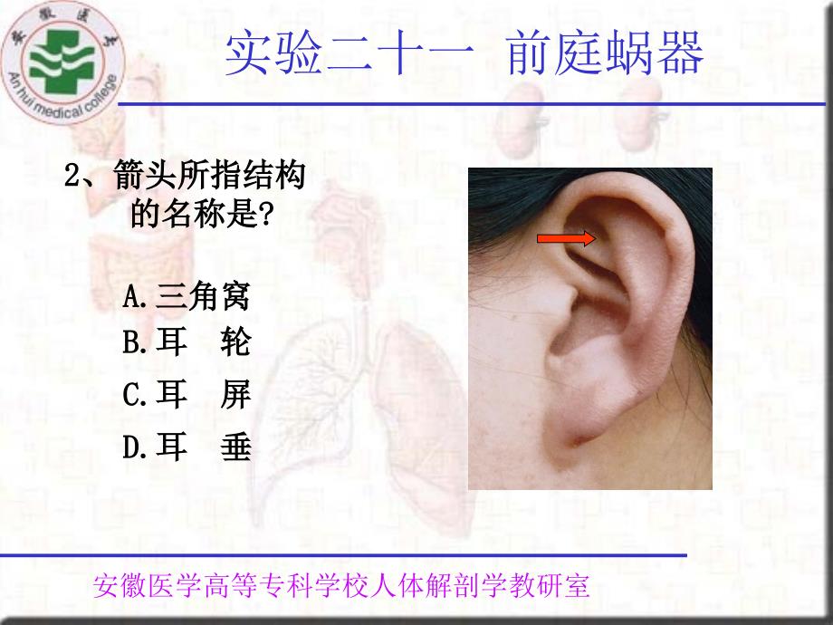 实验二十一前庭蜗器_第4页