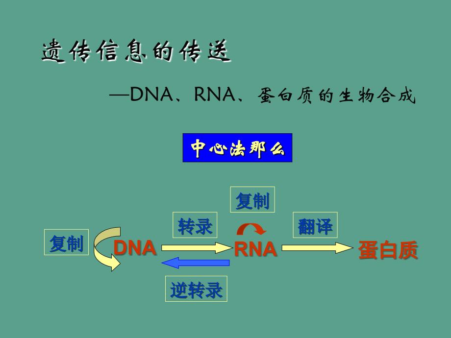 生物化学DNA复制转录翻译ppt课件_第1页
