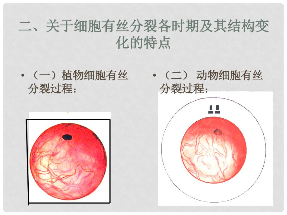 高中生物《第六章 第一节 细胞的增殖》课件3 新人教版必修1_第3页