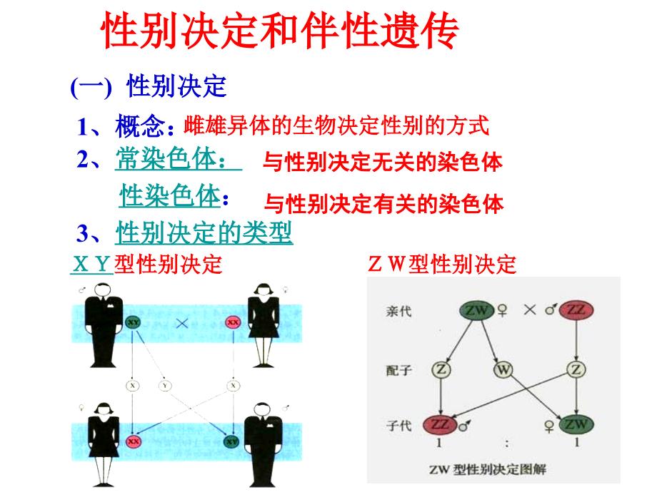 伴性遗传公开课_第4页