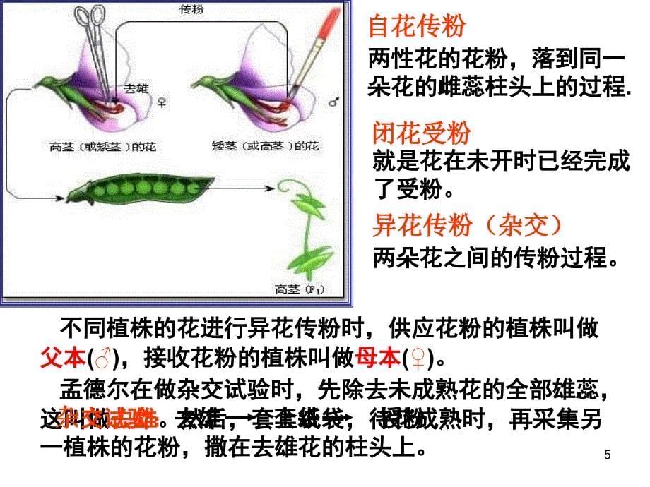 高二生物-遗传基本规律-基因分离定律-_第5页