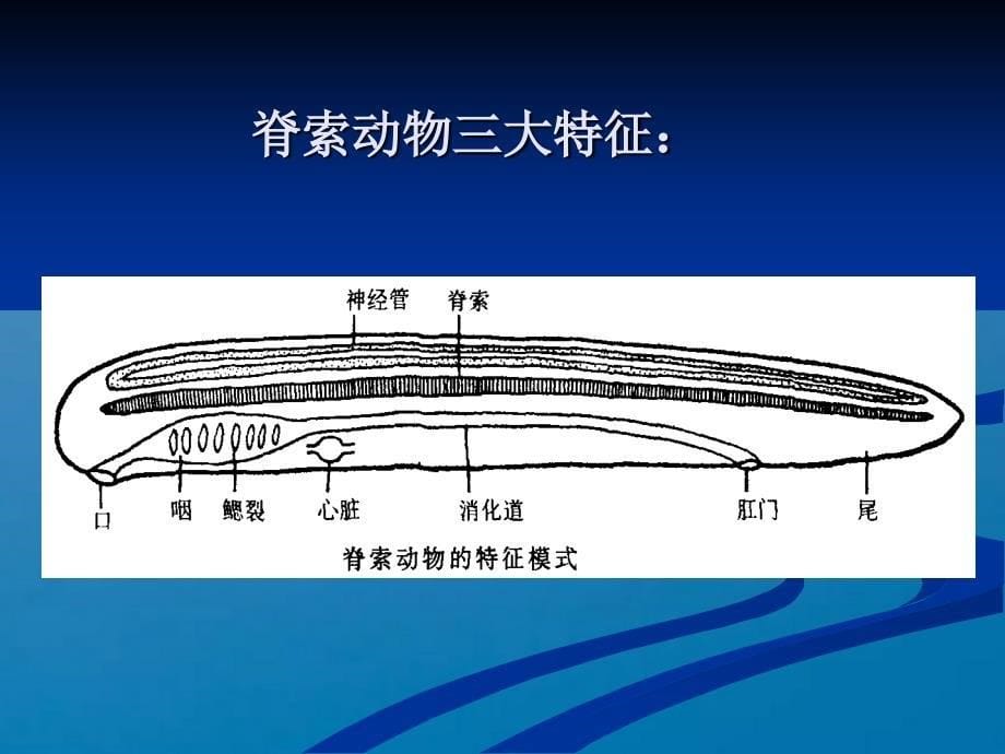 尾索动物亚门ppt课件_第5页