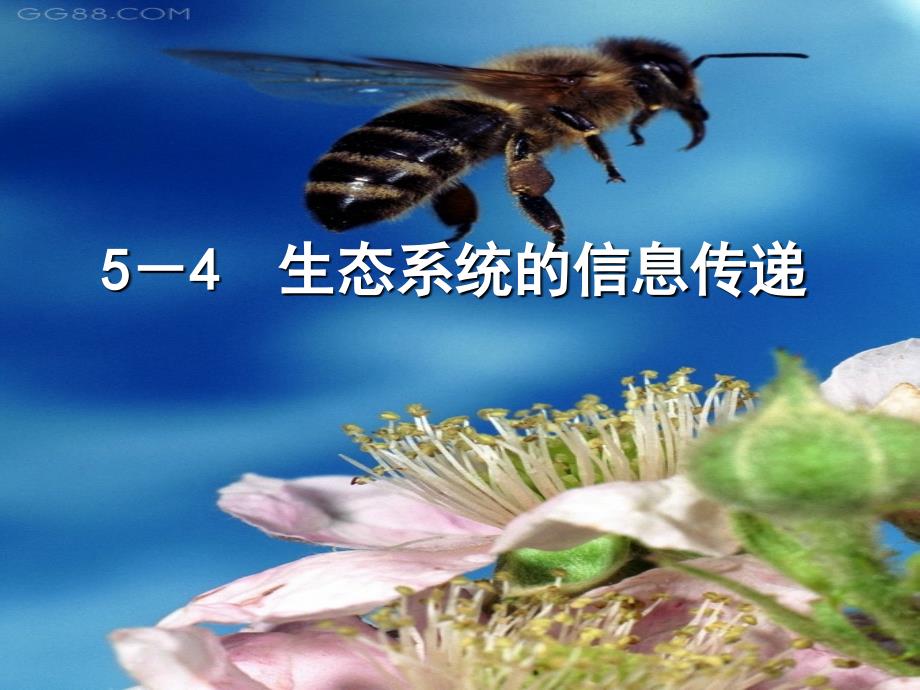 教学课件宁乡七中生物范雅静生态系统的信息传递_第2页