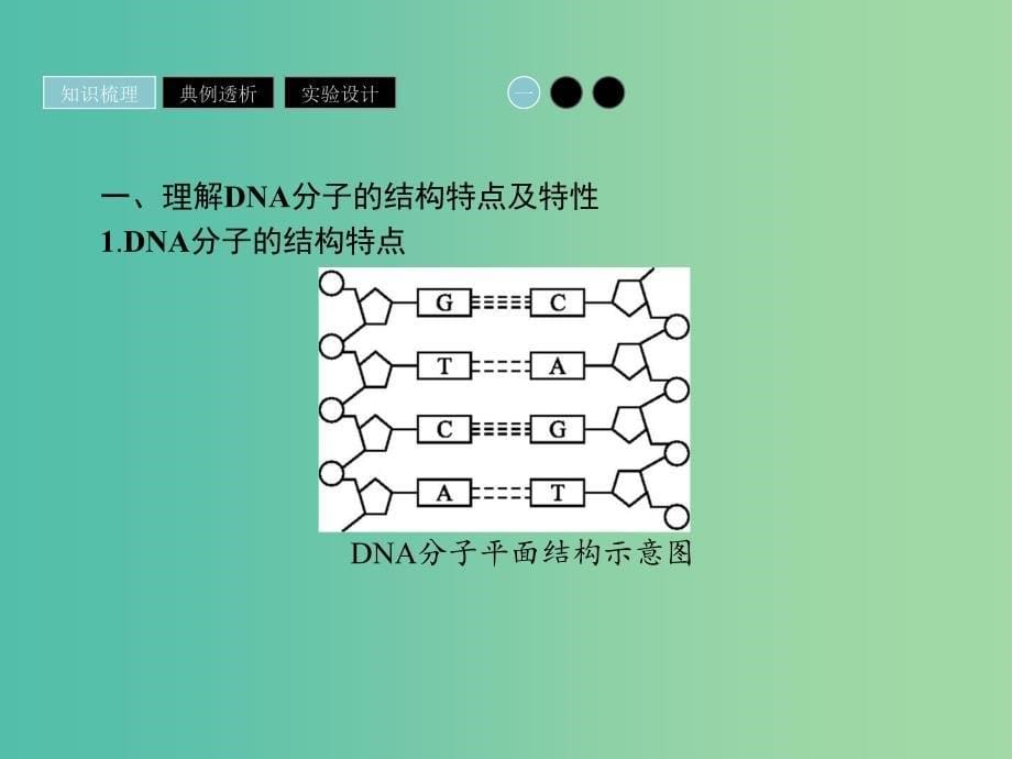 2019高中生物 第3章 基因的本质 3.2 DNA分子的结构课件 新人教版必修1.ppt_第5页